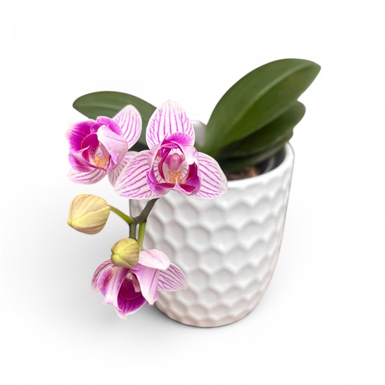 Phalaenopsis Taida Little Vivien '3270' (peloric)