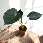 Alocasia ‘Regal Shields’