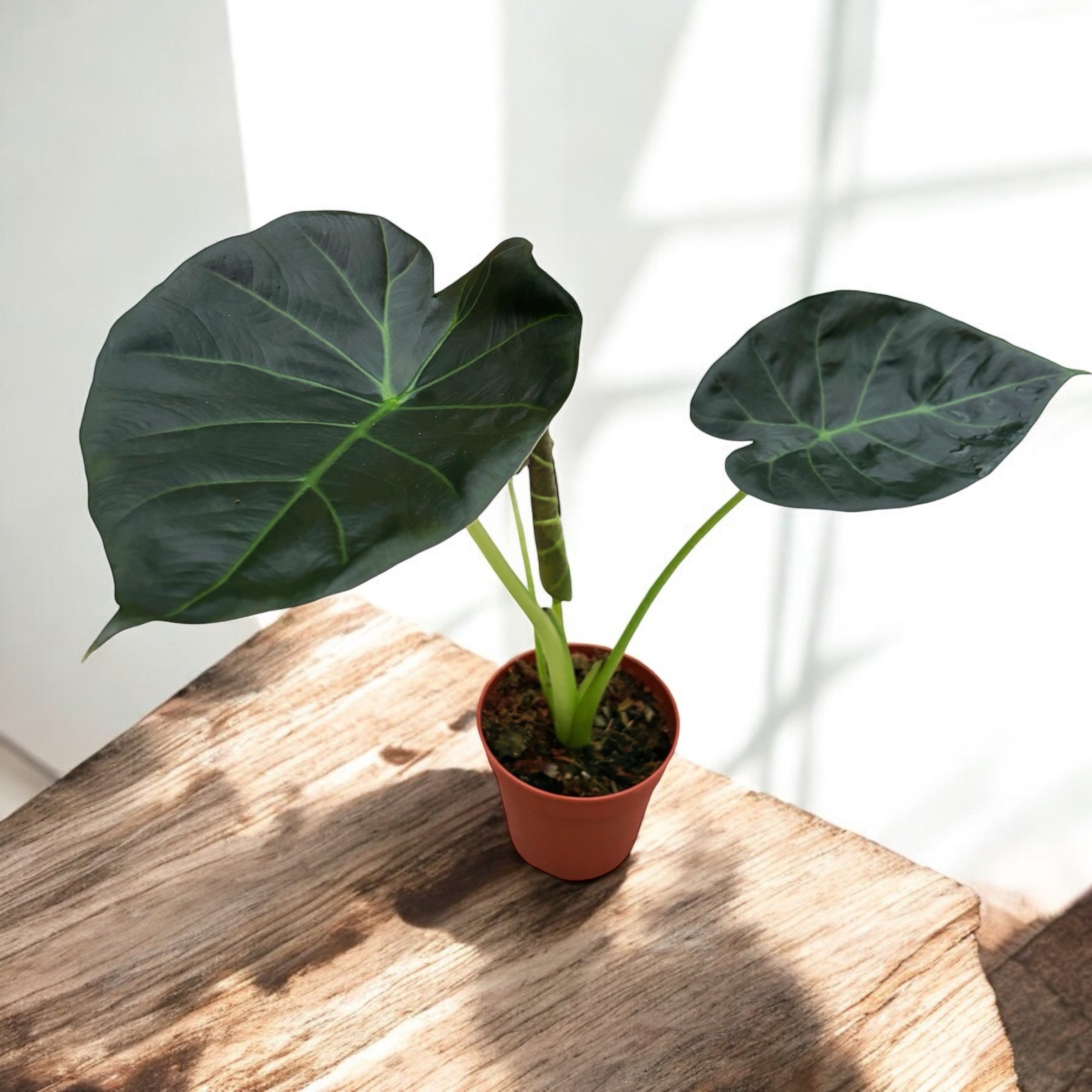 Alocasia ‘Regal Shields’
