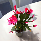 Rhipsalidopsis Cherokee Spirit (floarea pastelui) 2 plante/ghiveci