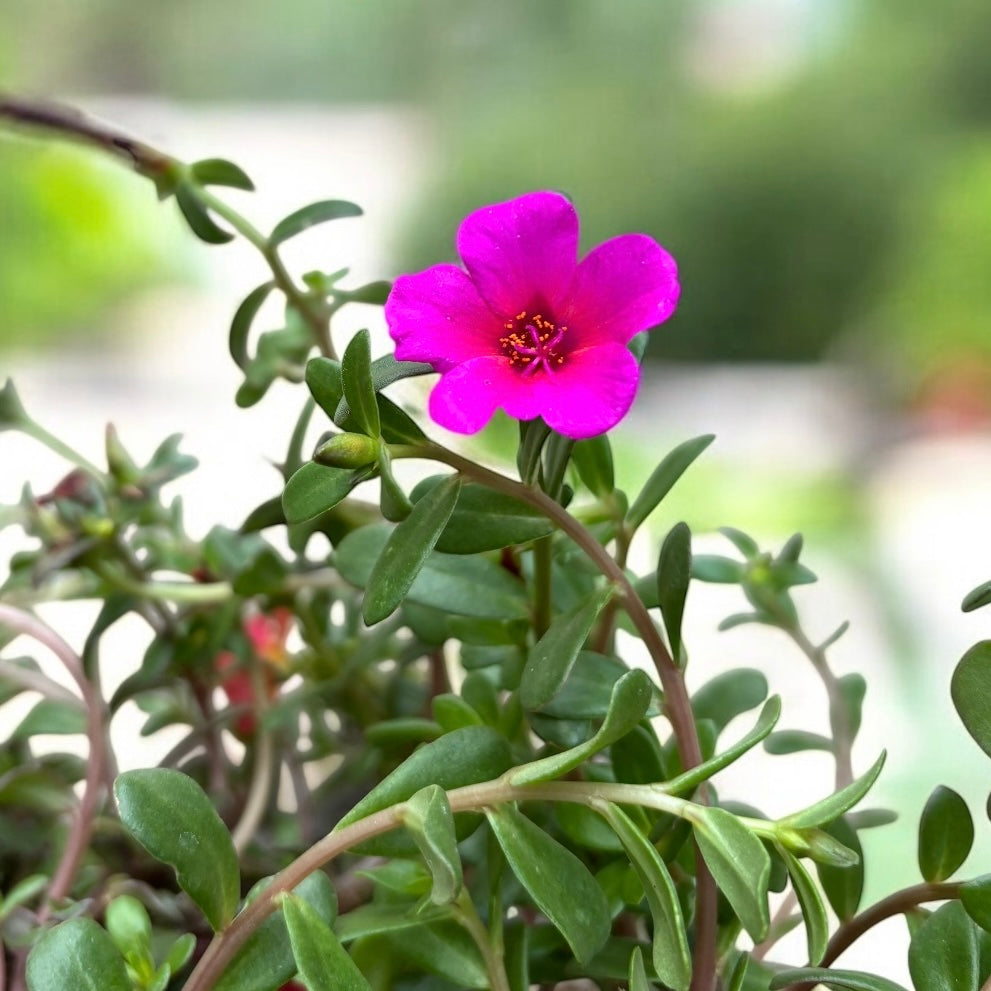 Portulaca grandiflora mix – floarea de piatra, inflorire abundenta si rezistenta la seceta