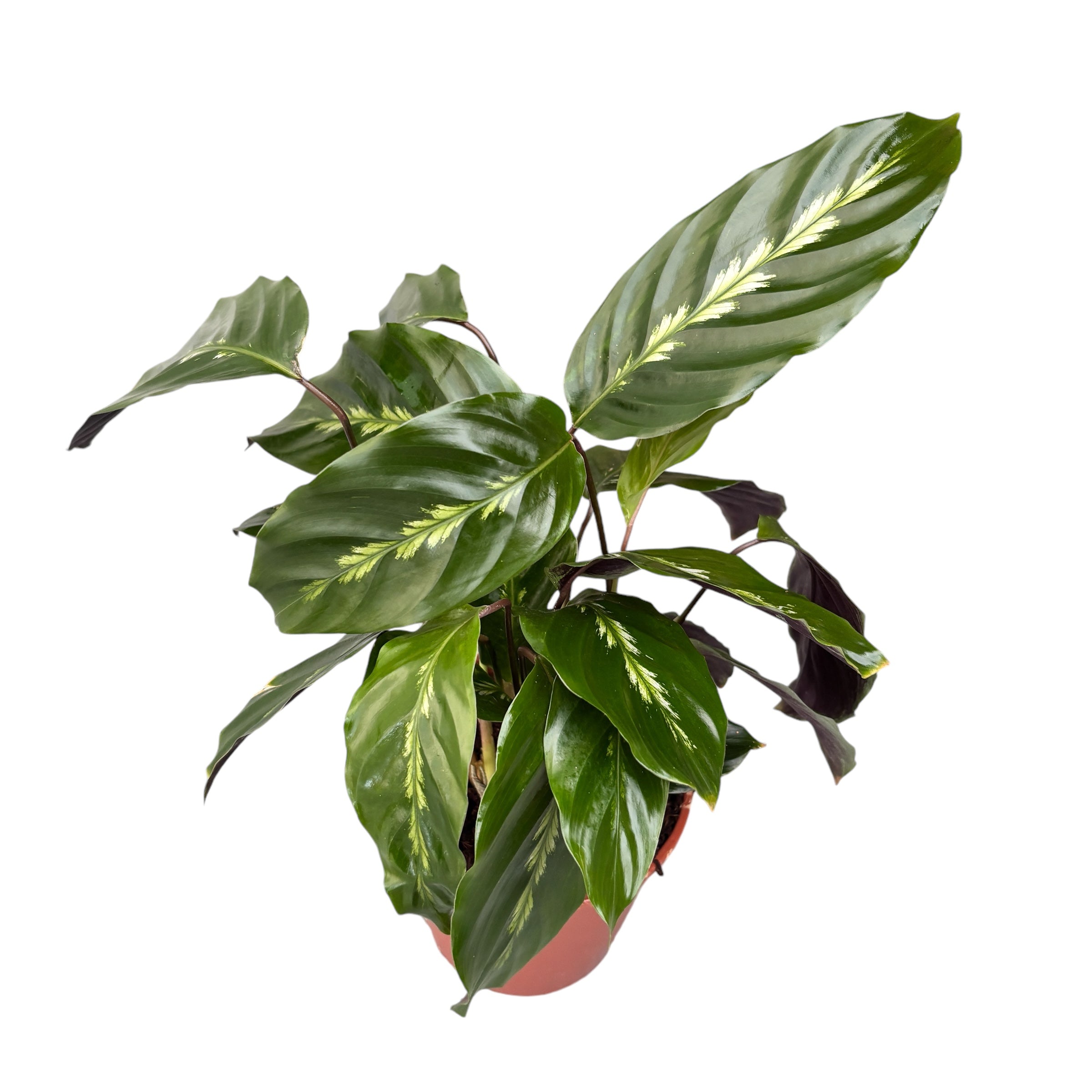 Calathea ‘Maui Queen’- purifica aerul