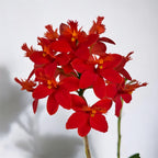 Epidendrum radicans 'Nordic Fire’ XL