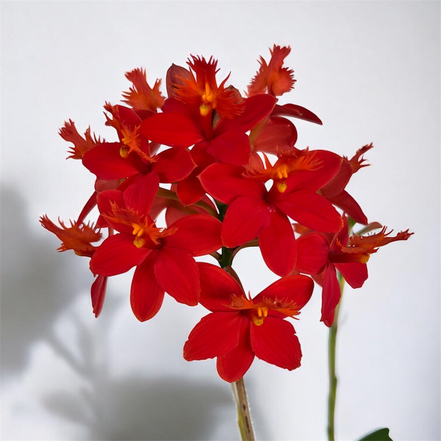 Epidendrum radicans 'Nordic Fire' XL