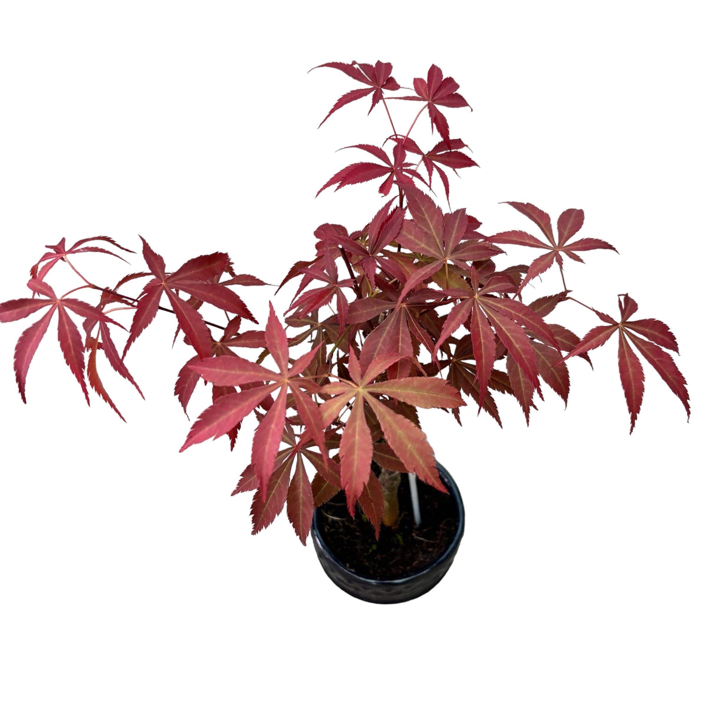 Bonsai Acer Red