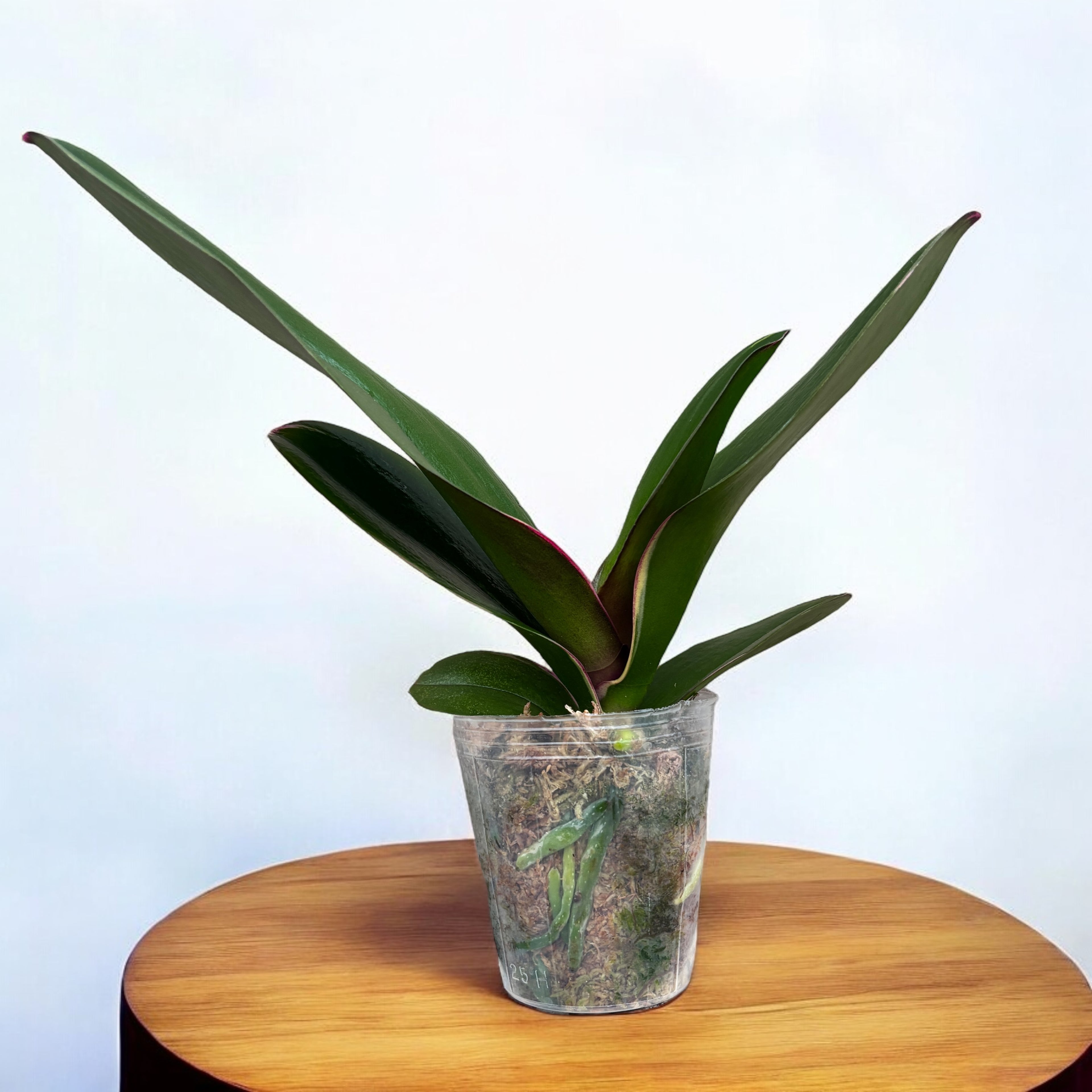 Phalaenopsis Pearl Beauty (variegata)