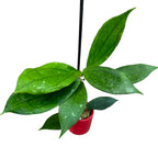 Hoya 'Jennifer' (H. incrassata x H. finlaysonii)