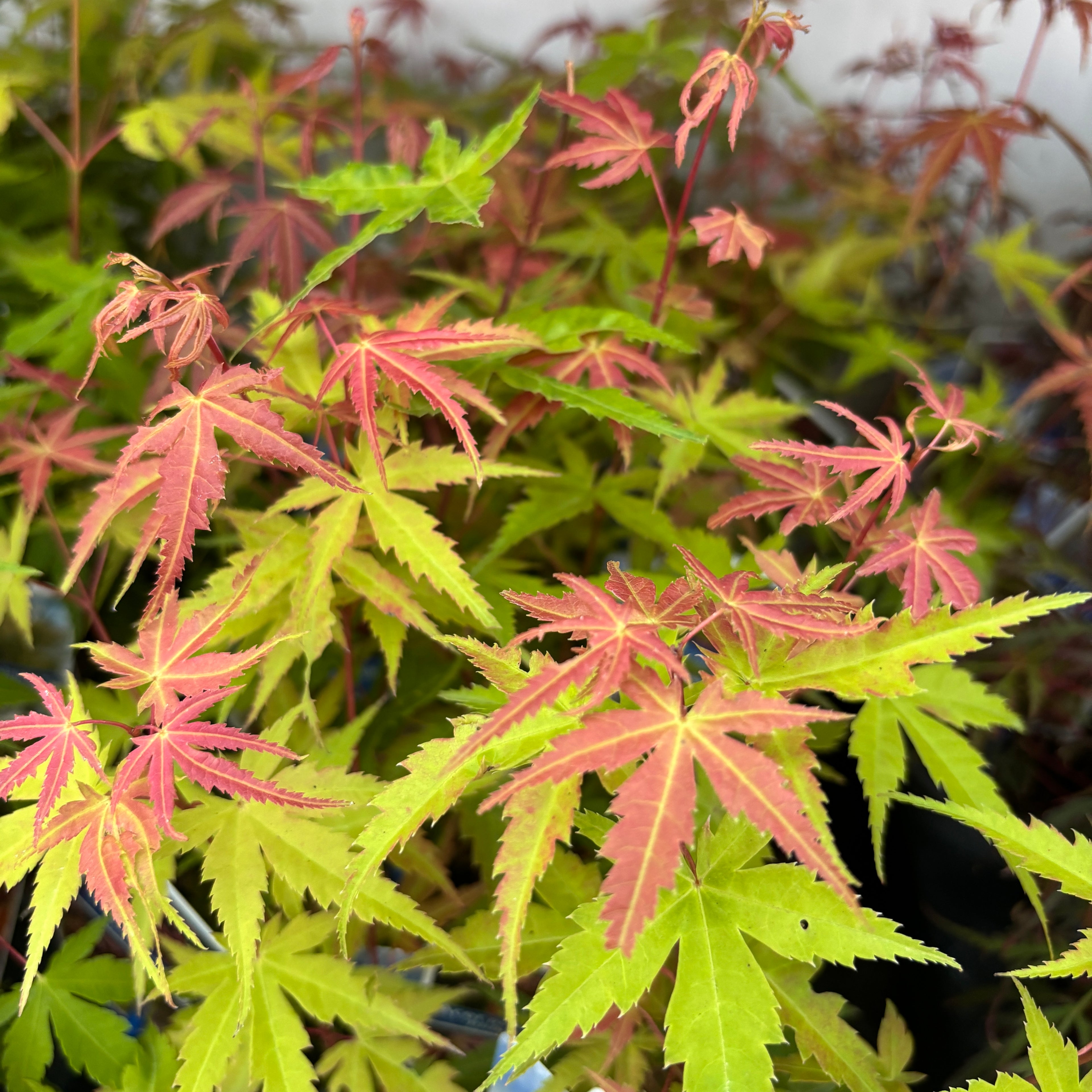 Acer palmatum 'Phoenix' (Artar Japonez)