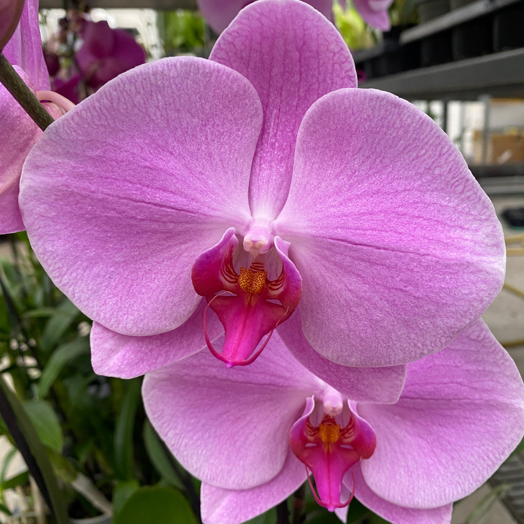 Phalaenopsis Miki Pink Lady (Florious Pink) - λουλούδι XXL