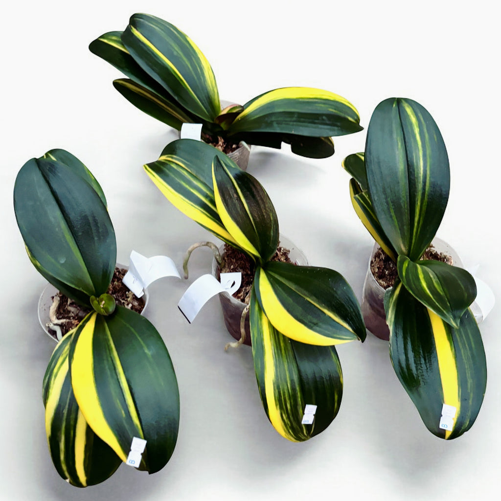 Phalaenopsis Little Gem Csíkos (variegata) - anyanövények