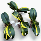 Phalaenopsis Little Gem Stripes (kirjavale) - emokasvit