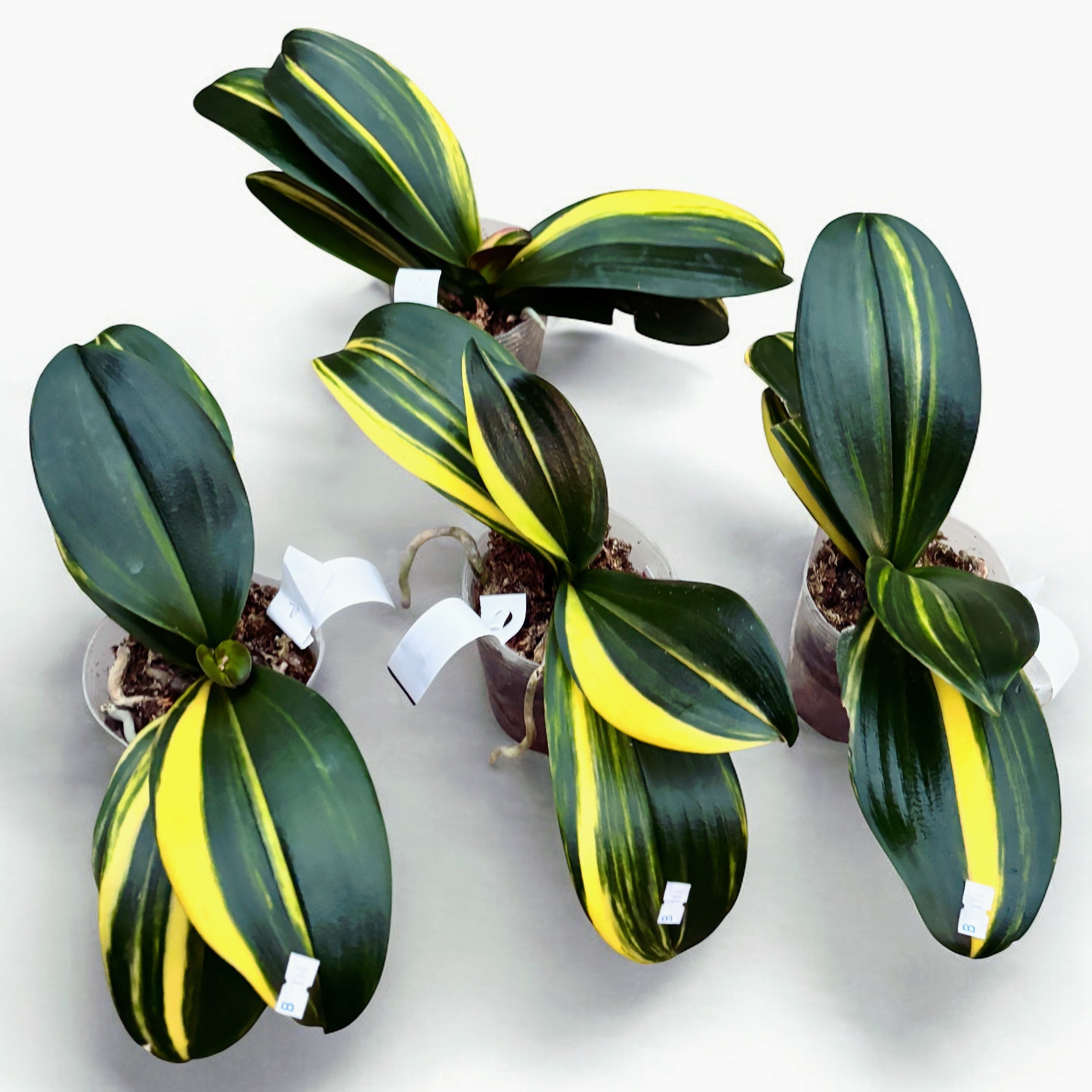 Phalaenopsis Little Gem Stripes (variegata) - piante madri