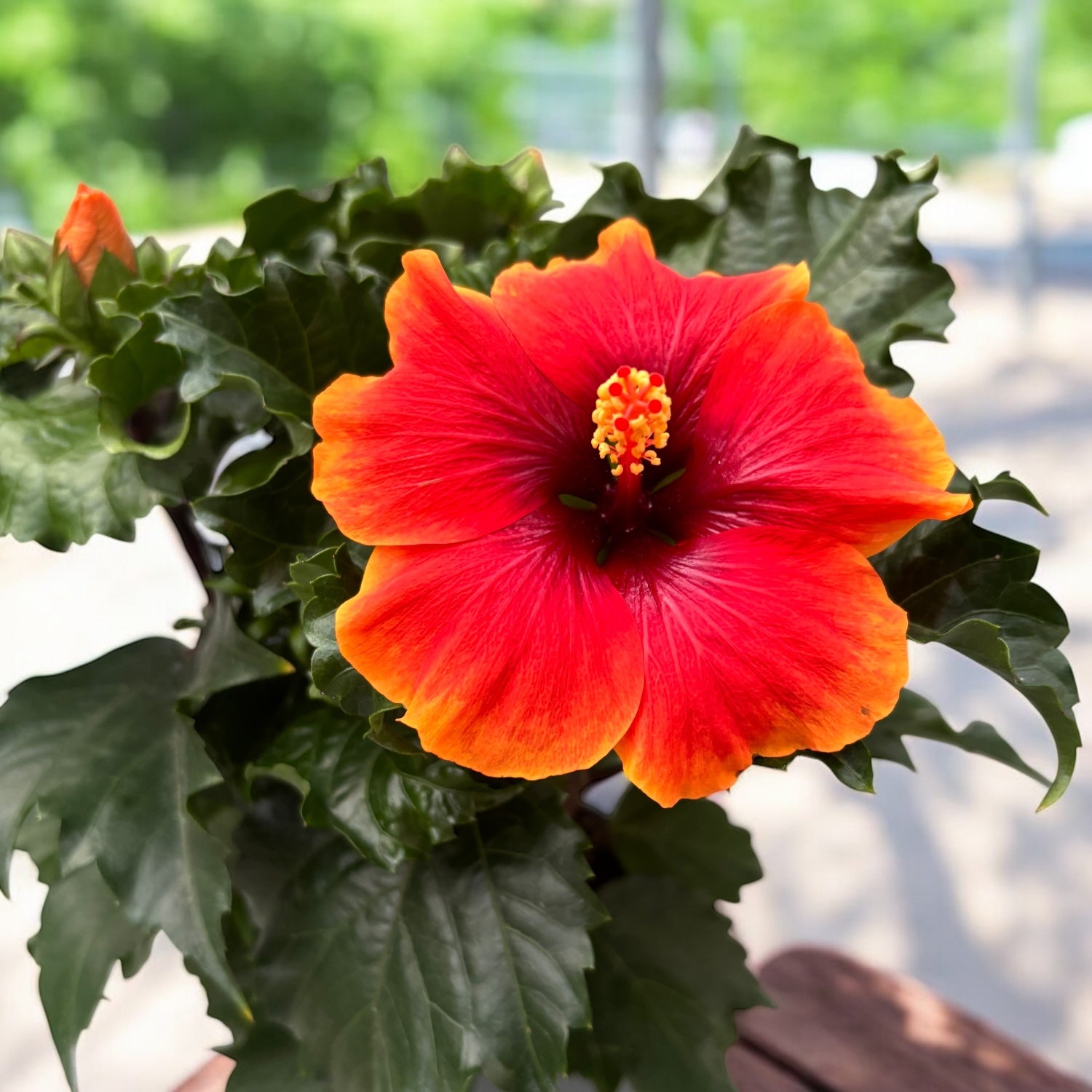 Hibiscus rosa-sinensis 'Notus' (2-3 planten/pot) – Secret Garden Plant Shop