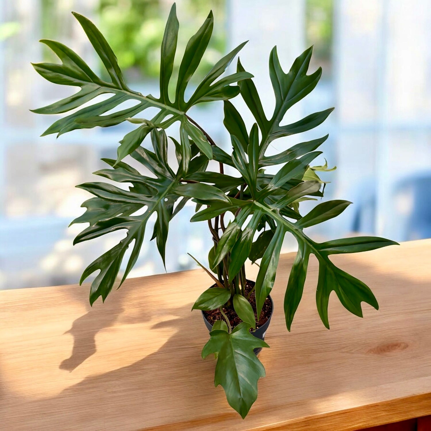 Philodendron Mayoi - exemplare XL (2 plante/ghiveci)