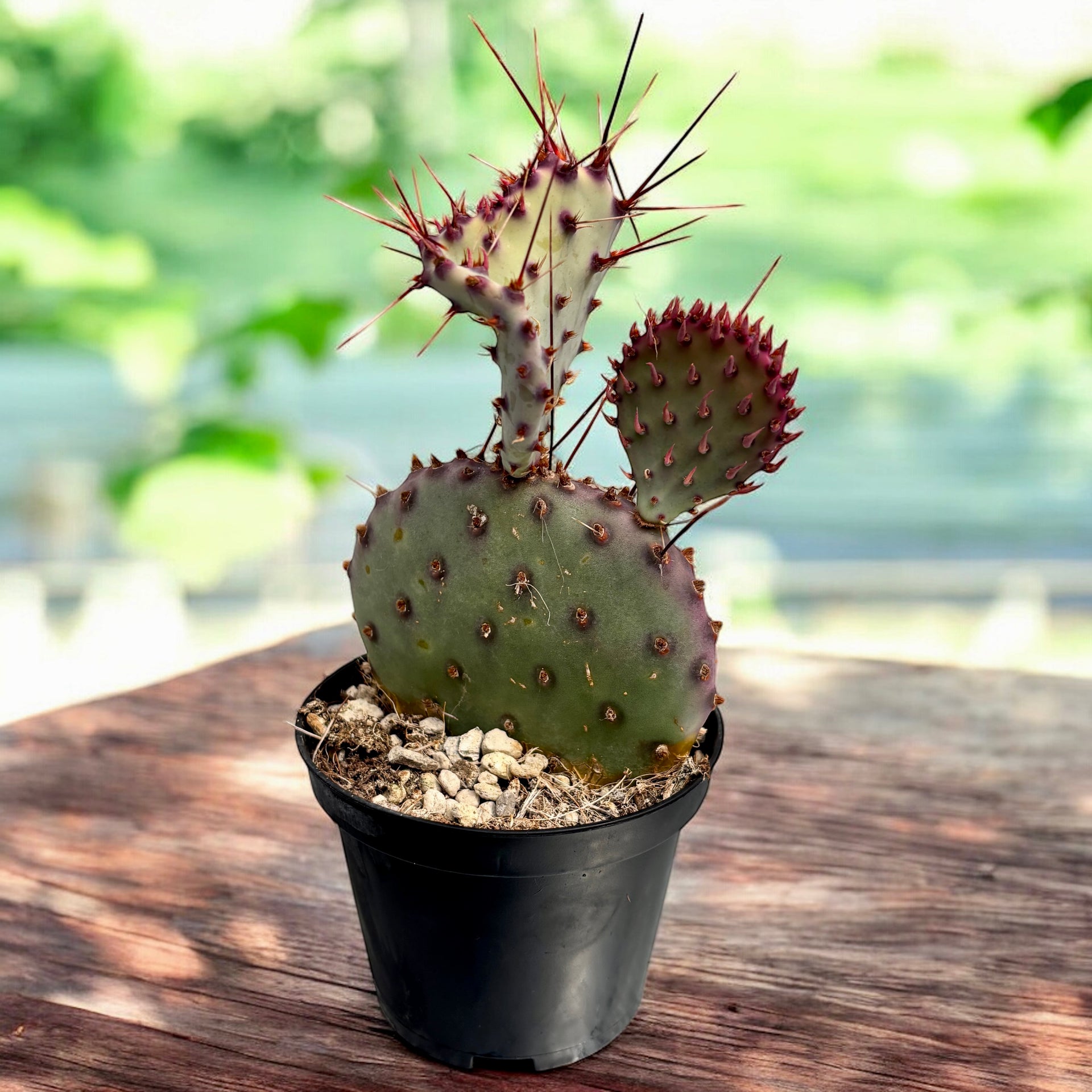 Opuntia macrocentra – kaktus ogrodowy z długimi kolcami i jadalnymi ow –  Secret Garden Plant Shop