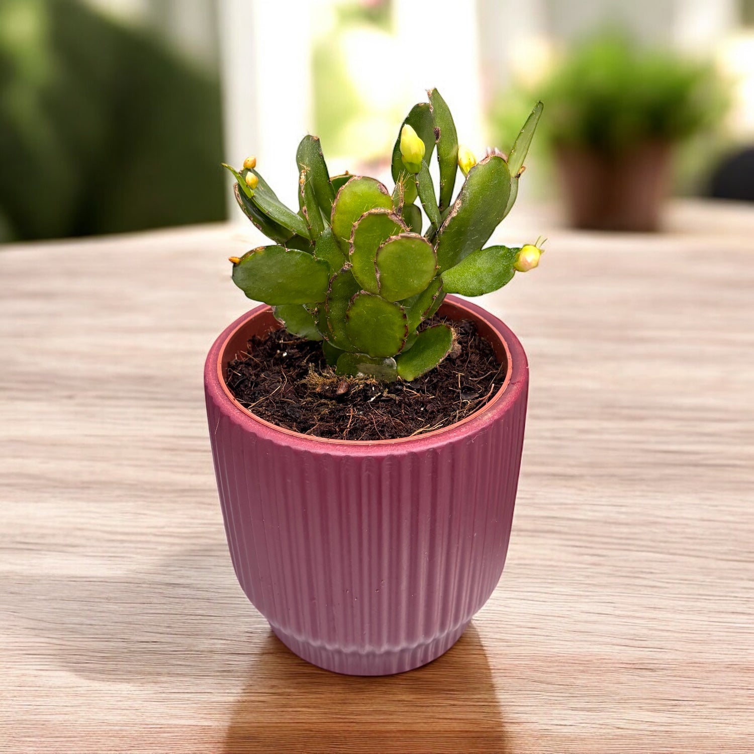 Rhipsalidopsis „White Fire“ (weiße Osterkaktusblüte)