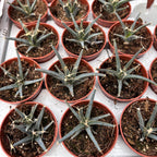 Leuchtenbergia Principis (cactus agava)