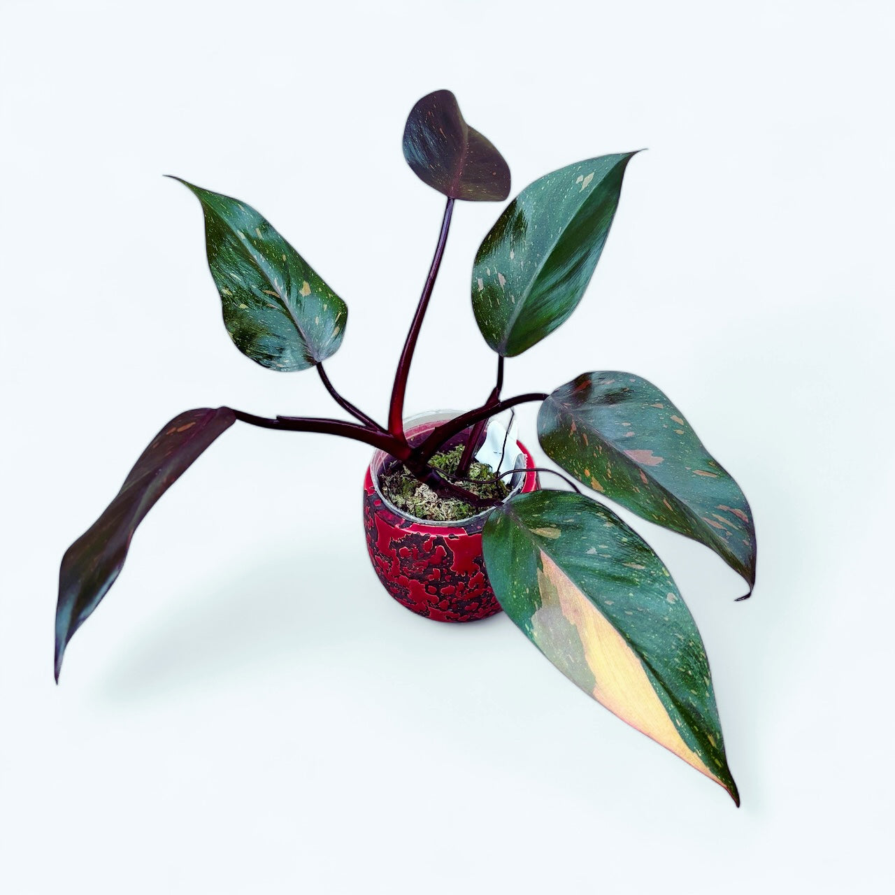 Philodendron Orange Princess (sp. 'Sunspot')