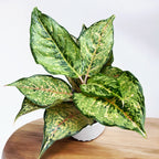 Aglaonema 'Pistachio Rose'