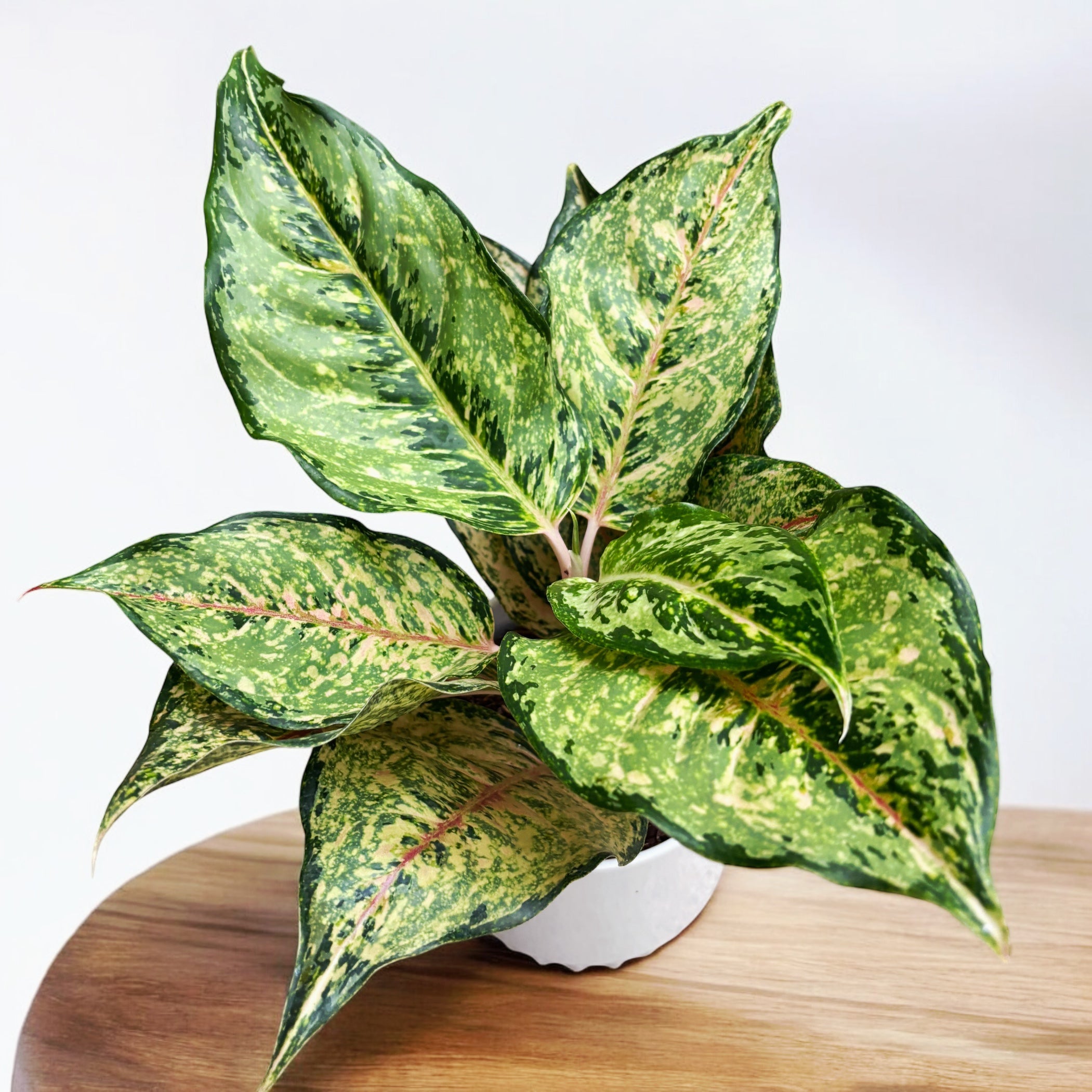 Aglaonema 'Pistachio Pink'