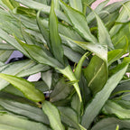 Aglaonema White Lance D9