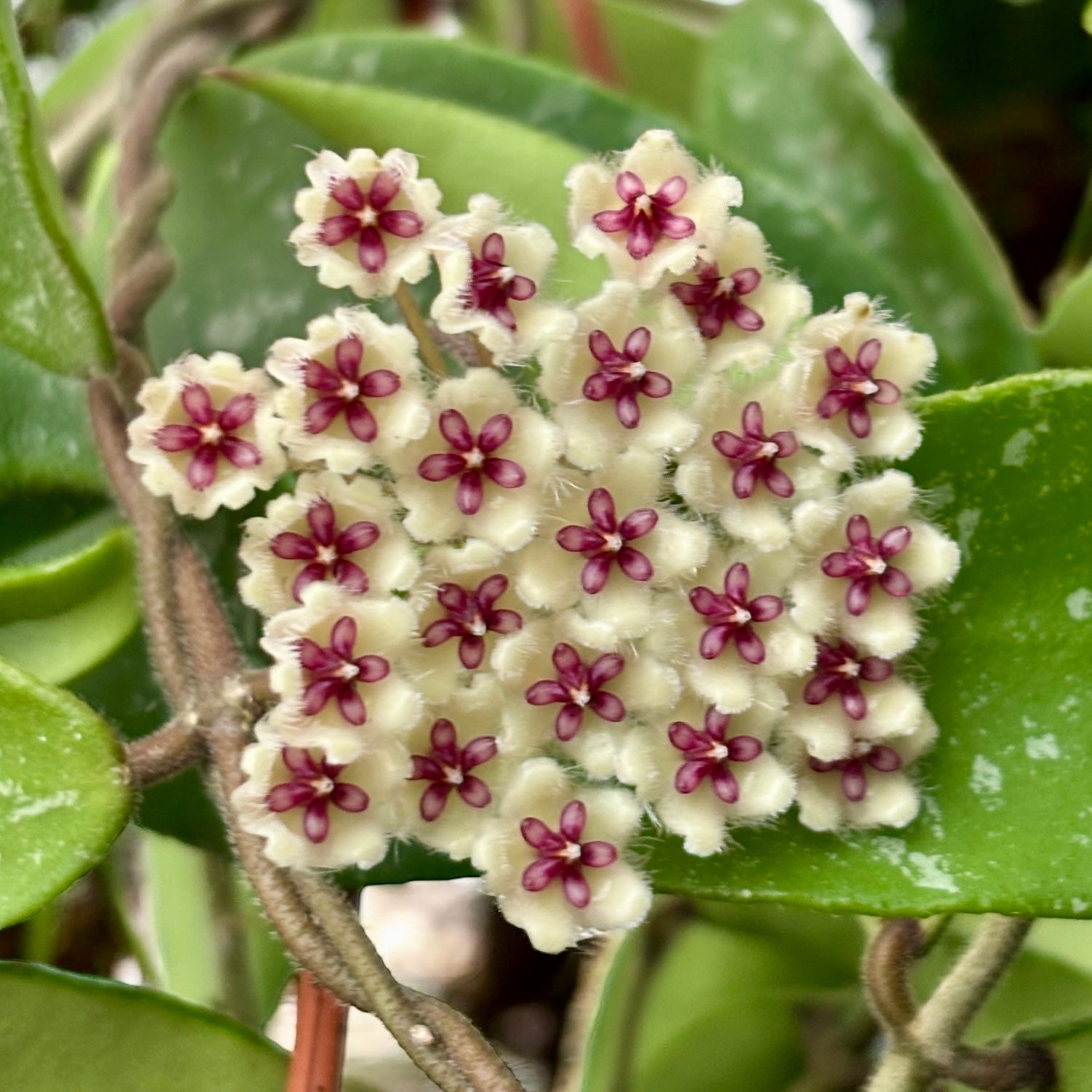 Hoya phuwuaensis - exemplare XL!