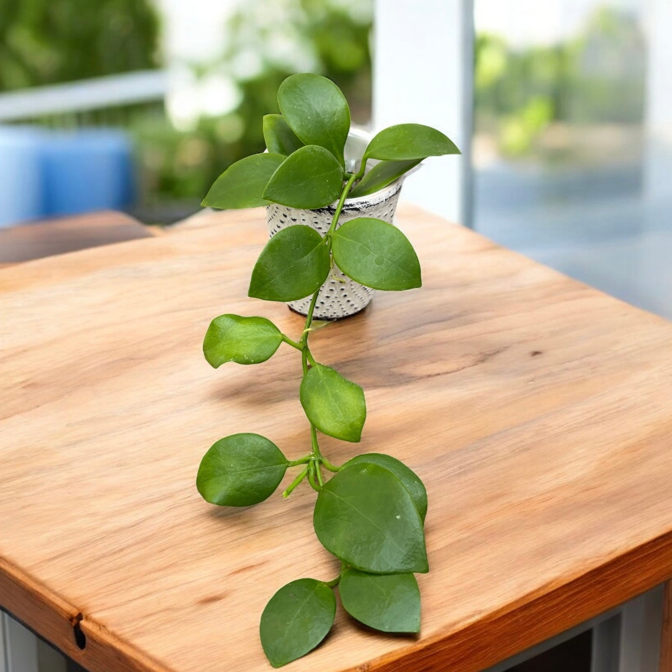 Hoya diptera - flori parfumate (exemplare dezvoltate)