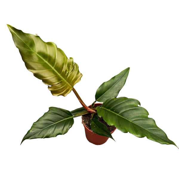 Philodendron Choco Empress