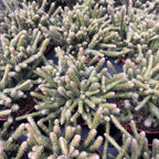 Rhipsalis baccifera subsp. horrida – epifytní kaktus s válcovitými stonky