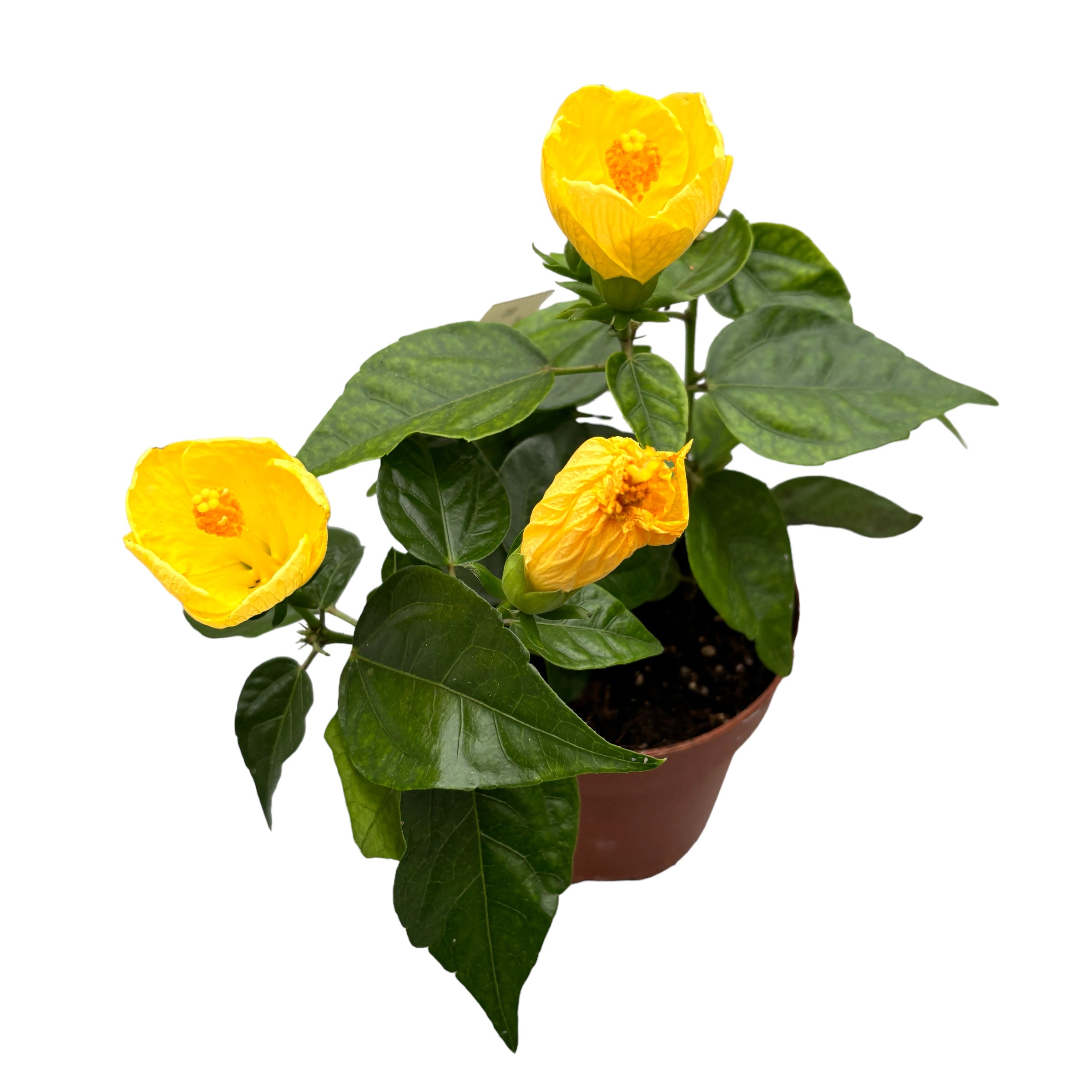 Hibiskus rosa-sinensis Sunny Bari