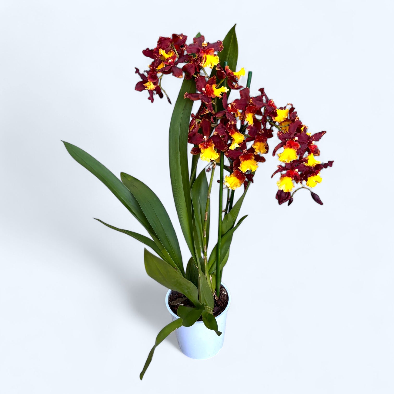 Oncostele Firecat 'Harmony'