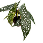 Begonia maculata 'Silver Spot' (babyplant)
