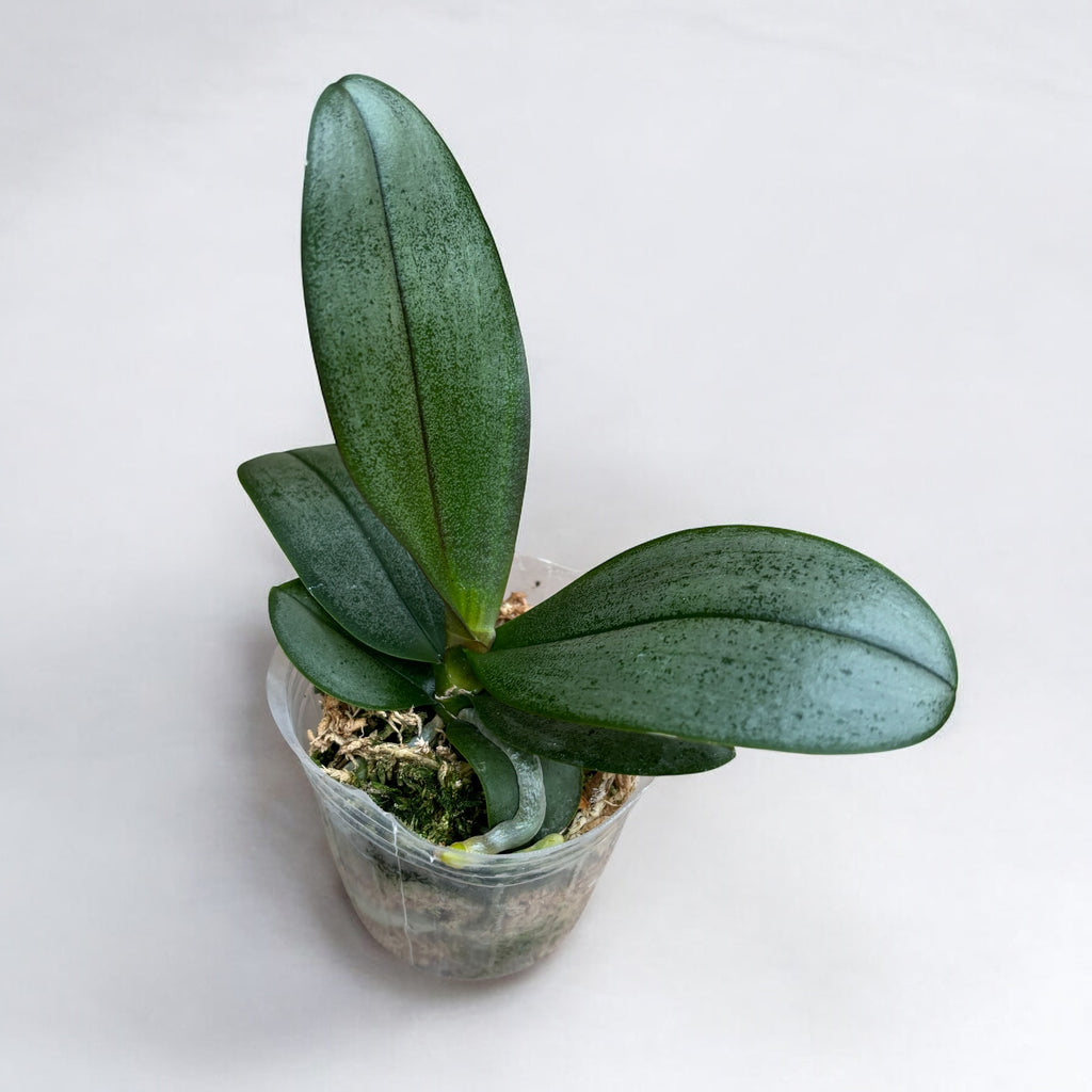 Phalaenopsis Miki Phantom (Pelorica e Foglie Argento)