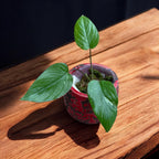 Homalomena rubescens 'Variegata'