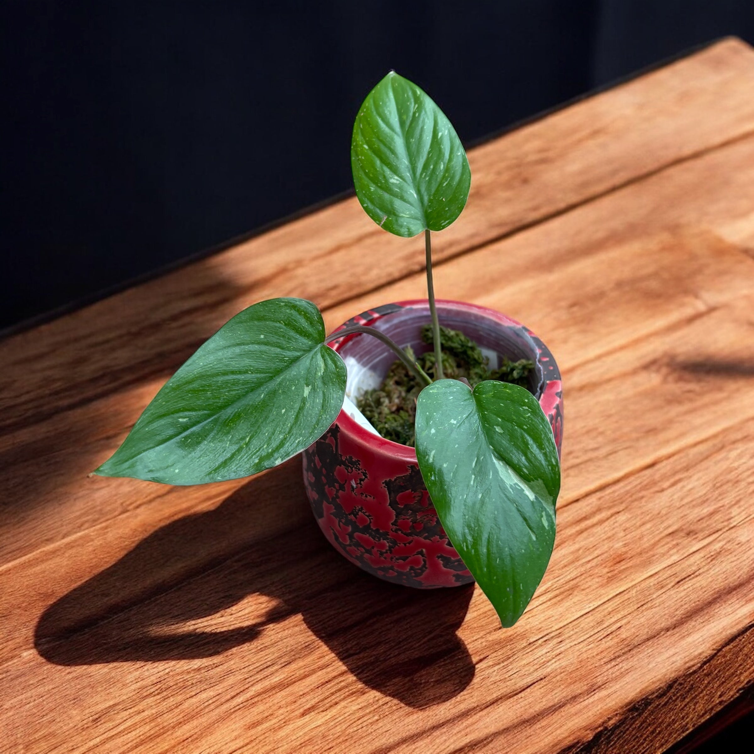 Homalomena rubescens 'Variegata'