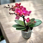 Phalaenopsis Diffusion (Aromio Exotic) *duftend