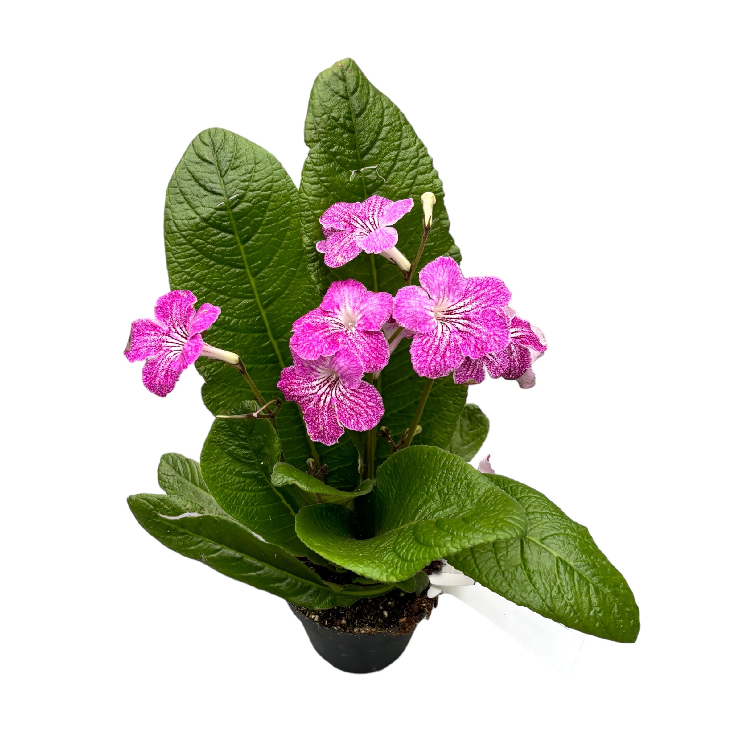 Streptocarpus 'Carina'