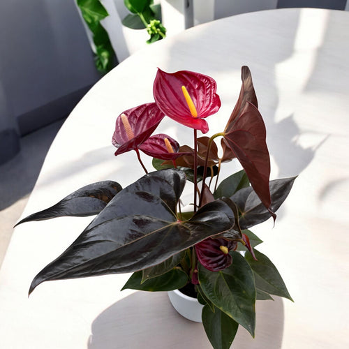 anthurium delicata Anthurium Andreanum Delicata – Secret Garden Plant Shop