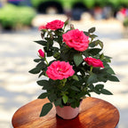 Trandafiri pitici roz de gradina - Rosa 'Favourite Dark Pink’  - flori mari parfumate 3pp