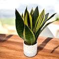 Sansevieria ‘Canary’