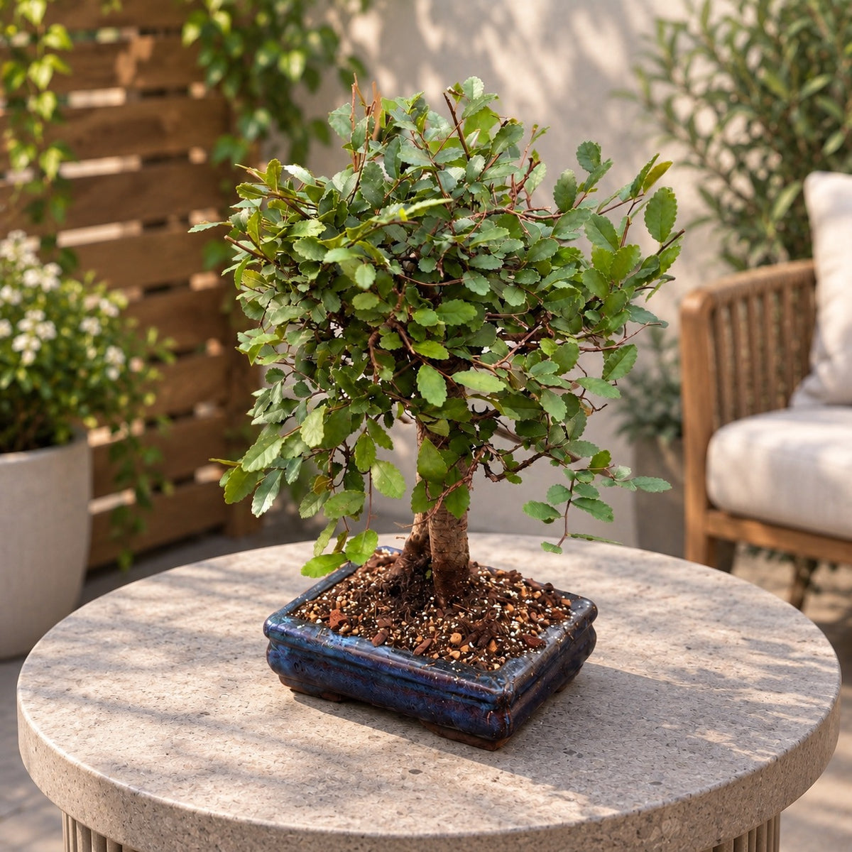 Bonsai Zelkova (Japanese Elm)
