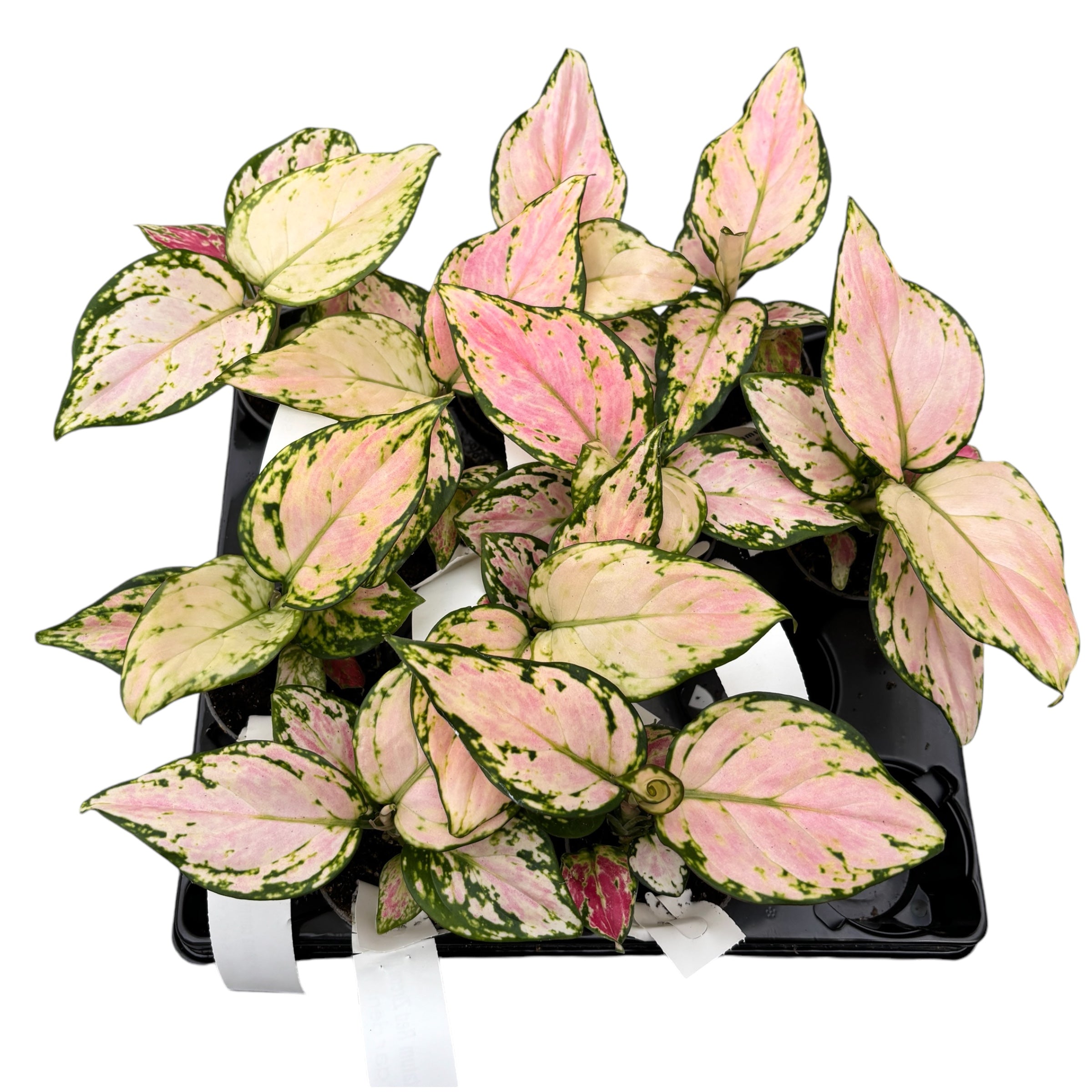 red zircon aglaonema Aglaonema commutatum 'Red Zircon' *Babypflanze – Secret Garden Plant Shop