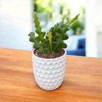 Epiphyllum anguliger – zig-zag cactus with sculptural leaves and fragrant flowers