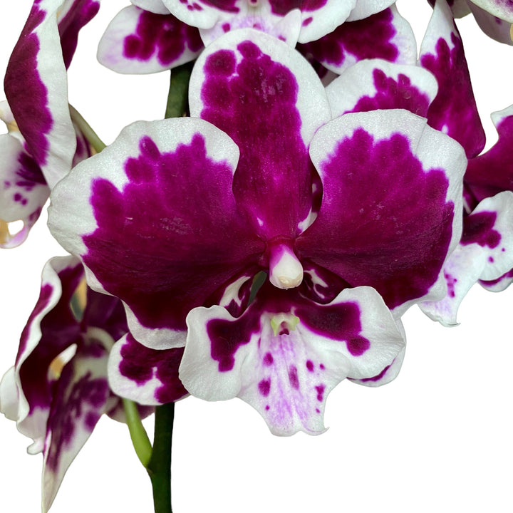 Phalaenopsis 'Untold Stories' big lip