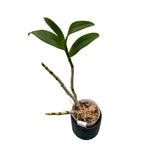 Dendrobium Thongchai Gold (pélorique)