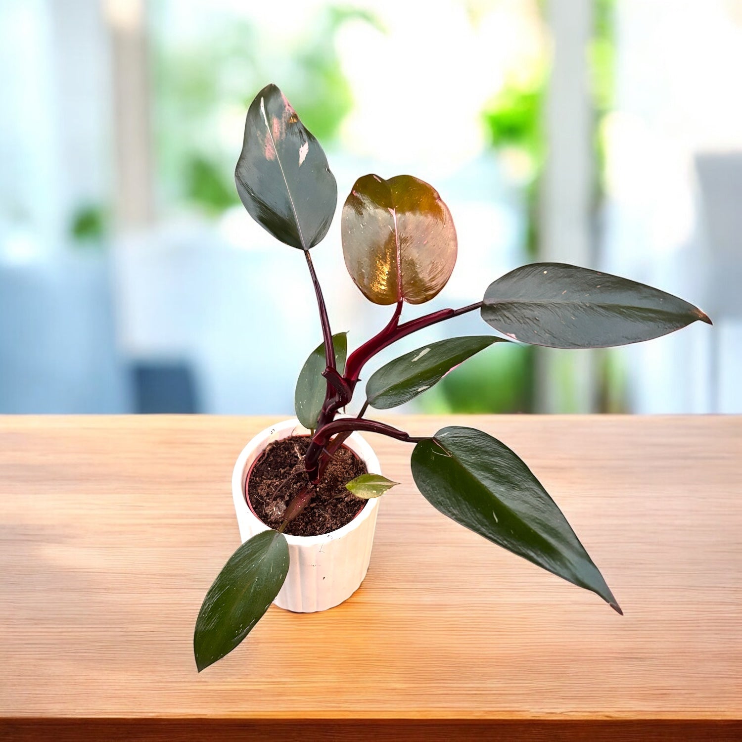Philodendron 'Pink Princess' babyplant – Secret Garden Plant Shop