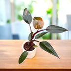 Philodendron 'Pink Princess' piantina baby