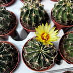 Ferocactus hamatacanthus – robuster Kaktus mit gebogenen Stacheln, authentisches Wüstenaussehen