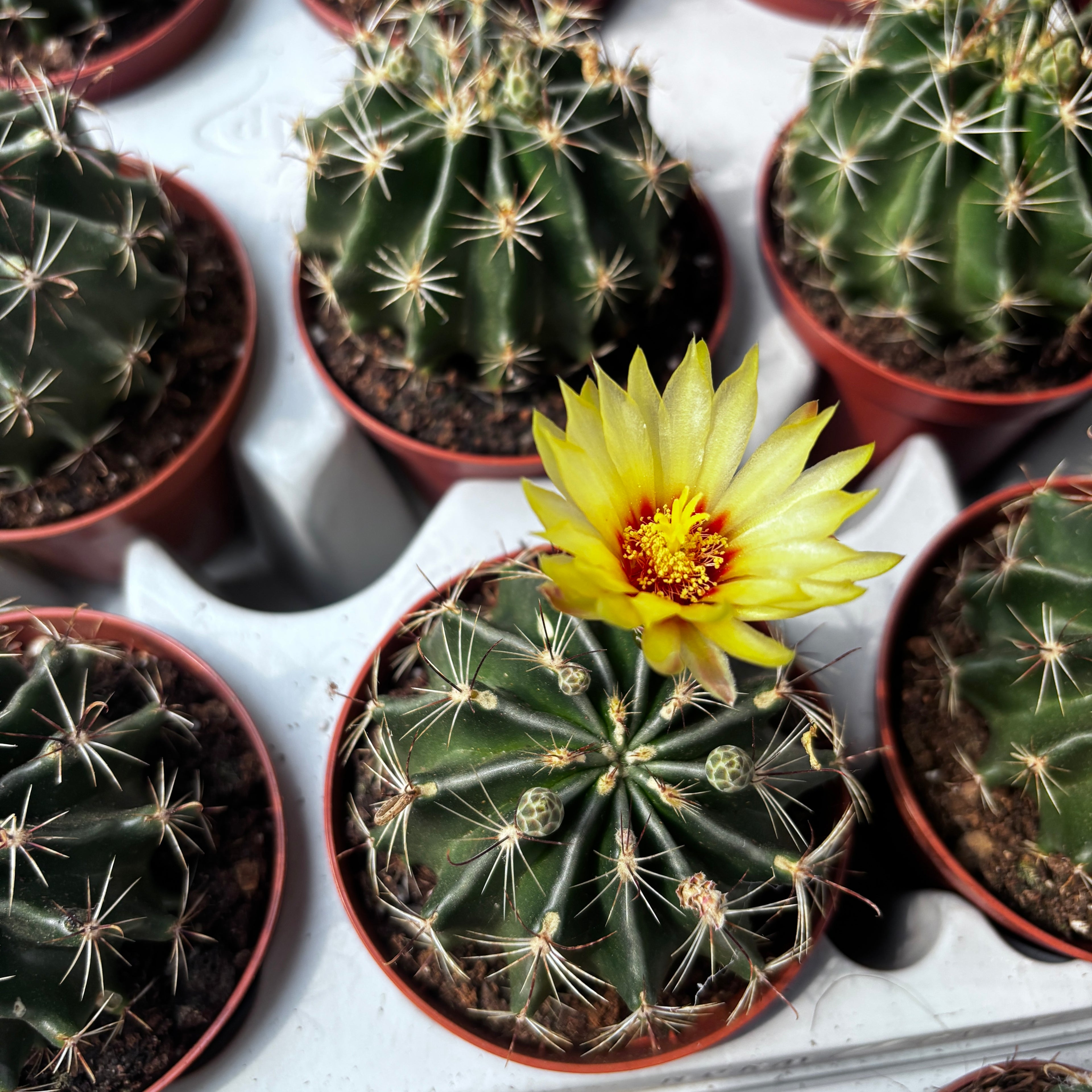 Ferocactus hamatacanthus – robuster Kaktus mit gebogenen Stacheln, authentisches Wüstenaussehen