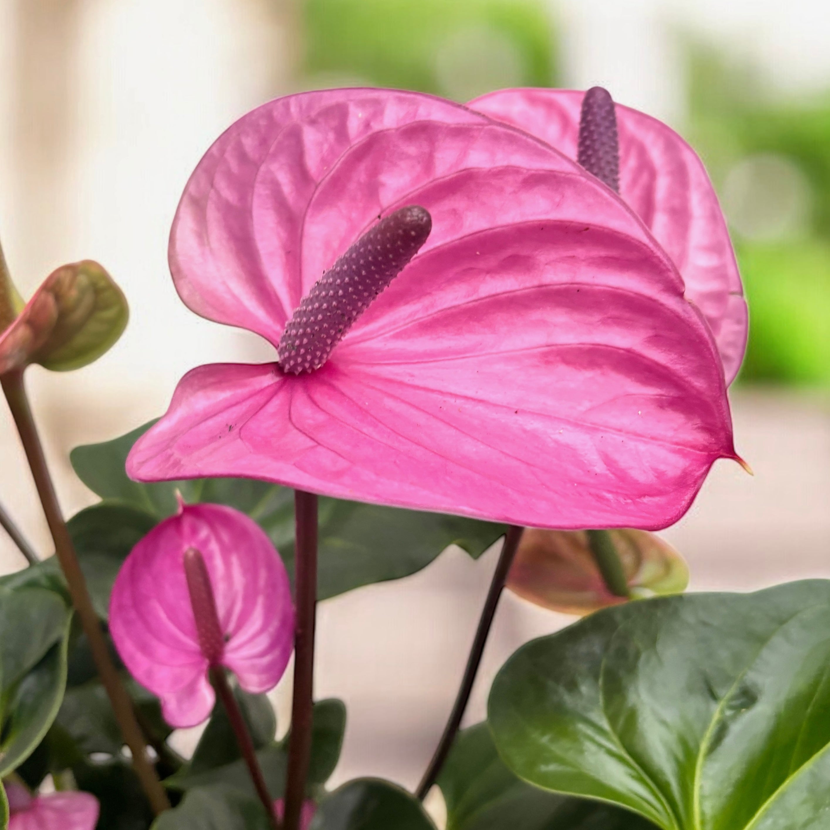Anthurium ‘Cavalli’ (Floarea Flamingo) - flori mari